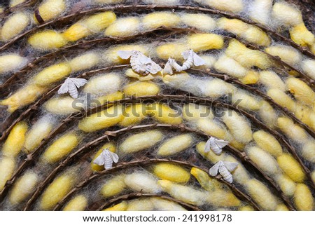 silk worm cocoons nests color yellow and white