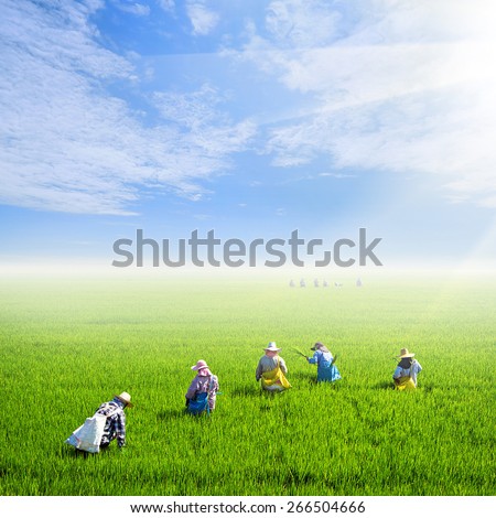 farmer work on rice field with nice sky