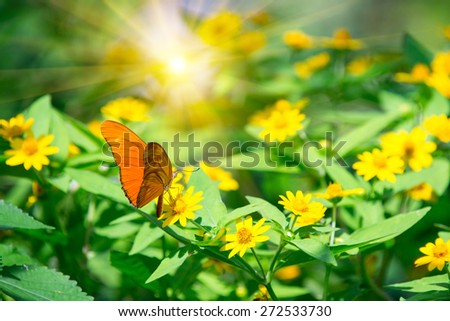 Orange butterfly on a yellows sunflower