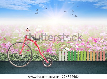 Red vintage bicycle with on  road in front of the cosmos flower with sunlight on blue sky.  background for display product or business text concept in summer.