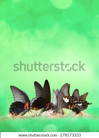 Group of wild butterfly on ground and blurred green background. Concept about peace, simplicity.