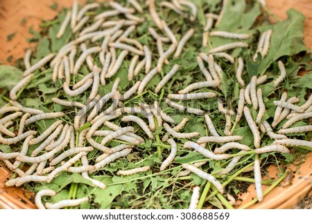 silk cocoons with silk worm on green mulberry leave