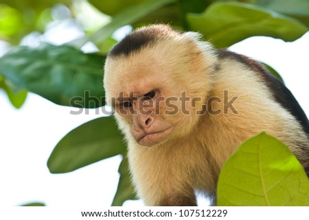 Angry emotions on capuchin monkey\'s face