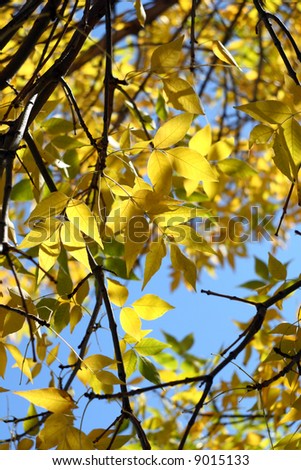 American ash leaves, autumn