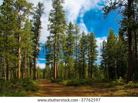 High cedar trees with blue sky in Oregon'e forest