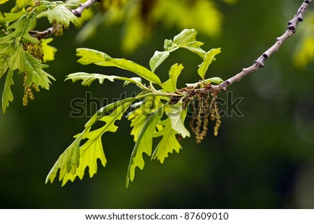 Ground oak leaves and oak blossom