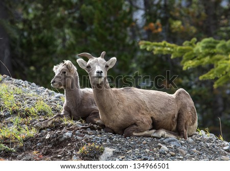 Two Rocky Mountain sheep lying on rocky slope