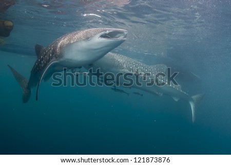 Two Whale Shark underwater eating fishes