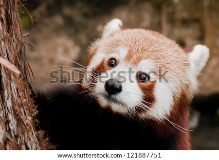 A Red Panda close up portrait