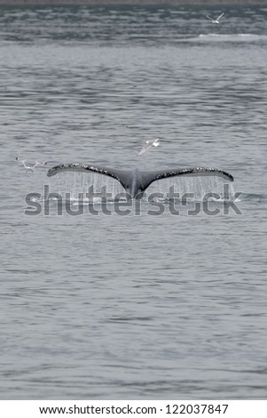 Humpback whale tail splash with seagull in glacier bay Alaska