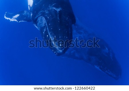 Two Humpback whales underwater going down in blue polynesian sea