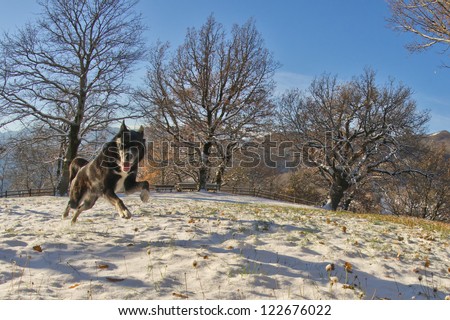 A black dog like a wolf in the snow jumping and looking at you