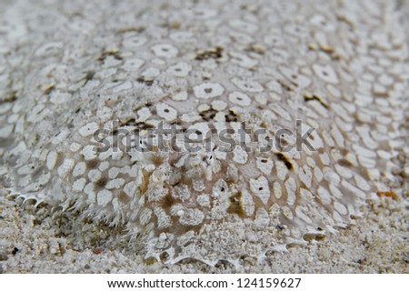 A flat fish eyes detail while hiding in the sand  in Cebu Philippines