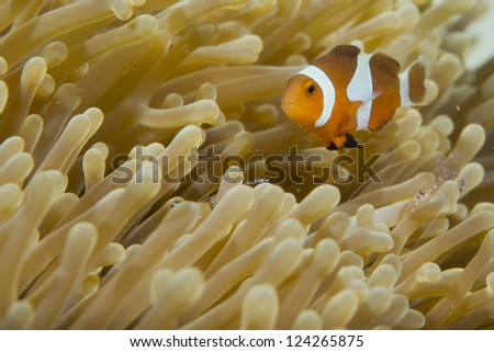 An isolated clown fish looking at you in Cebu Philippines