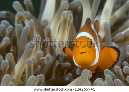 An isolated clown fish looking at you in Cebu Philippines
