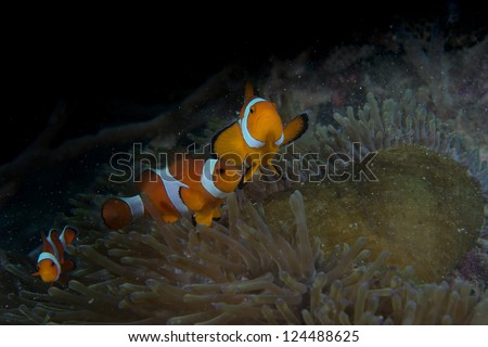 A group of clown fish looking at you in Cebu Philippines
