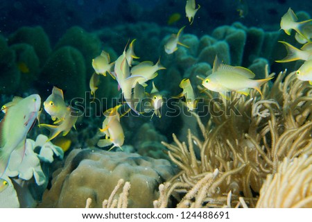 A school of green fish over a hard coral in Cebu Philippines