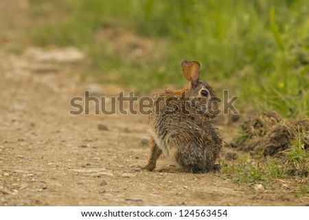 Isolated jack rabbit hare while looking at you