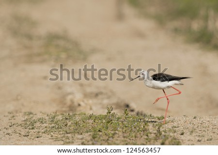 Isolated  black winged stilt while walking on the sand