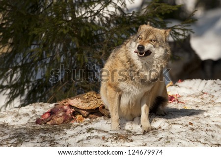 A grey wolf isolated in the snow while eating and looking at you
