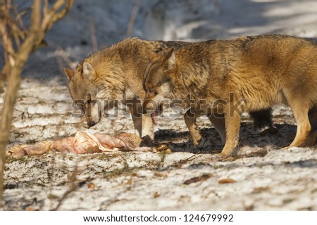 Two grey wolf isolated in the snow while eating