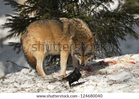 A grey wolf isolated in the snow while looking at black raven