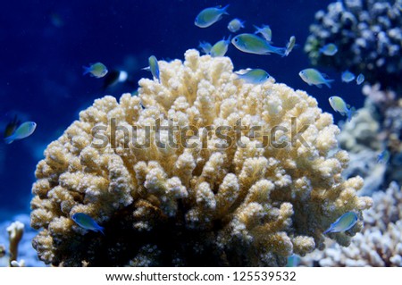 Red Sea corals house for Fishes close up portrait
