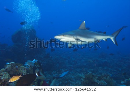 A grey shark jaws ready to attack underwater close up portrait