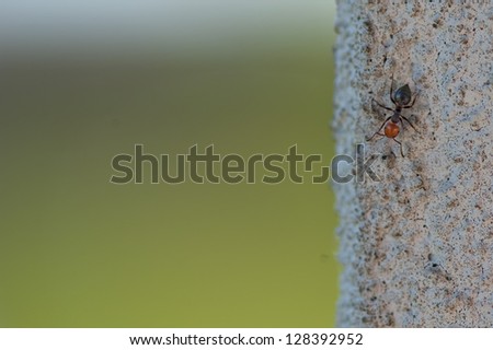 A red head ant on wall