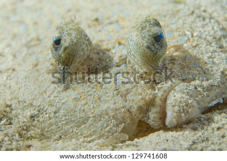 A flat fish eyes macro in Philippines