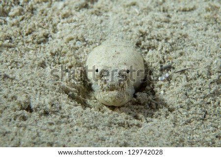 Wolf fish hiding in sand, Philippines