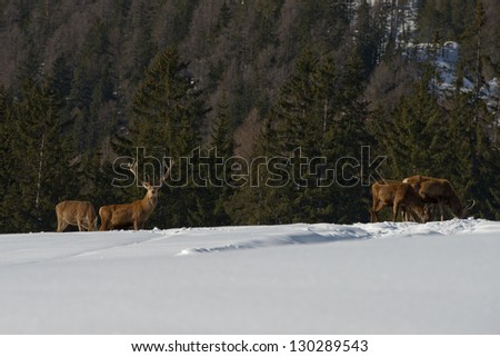 Deer Family in snow and forest background