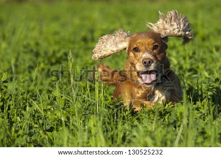 Isolated cocker spaniel running to you in grass background