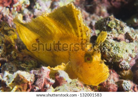 A puffer fish in Philippines goby fish in Philippines