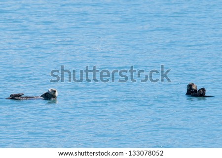 Sea otter swimming in Prince William Sound, Alaska