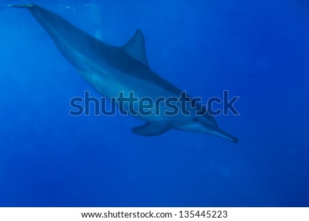 Dolphins Close to you while swimming in the deep blue sea scuba diving
