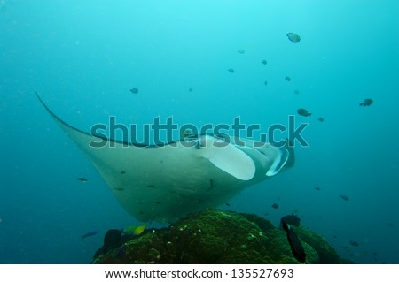 An isolated Manta in the blue background