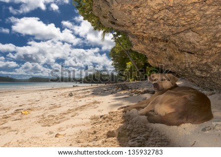 A dog relaxing on tropical paradise white sand beach