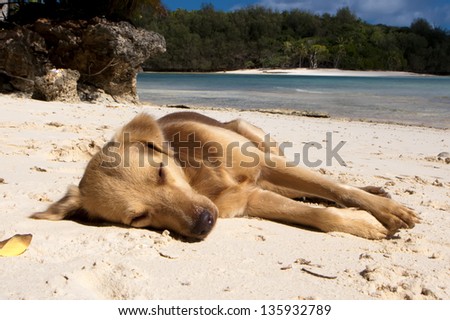 A dog relaxing on tropical paradise white sand beach