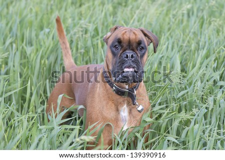 Isolated boxer young puppy dog while jumping on green grass