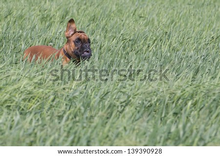 Isolated boxer young puppy dog while jumping on green grass