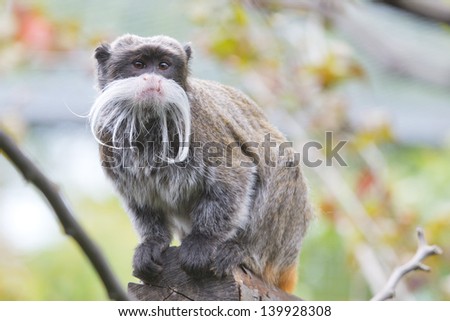 Emperor Tamarin monkey isolated close up portrait