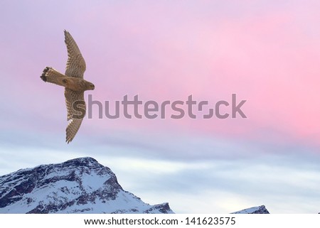 Peregrine falcon flying over snow mountain sunset background