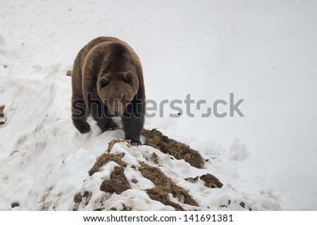 Isolated black bear brown grizzly walking on the snow