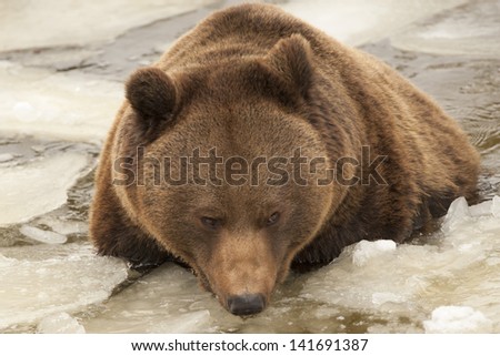 Isolated black bear brown grizzly playing in the ice water