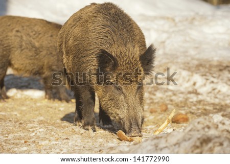 A wild pork mouth while eating