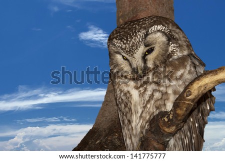 Isolated Owl on the sunset yellow background