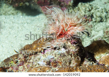 Ceriantus underwater sea red and white flower worm in Papua