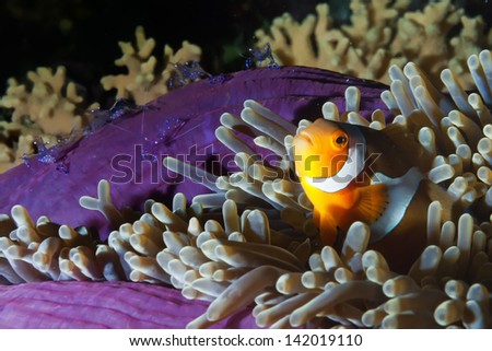 Clown fish in anemone with shrimps on black background