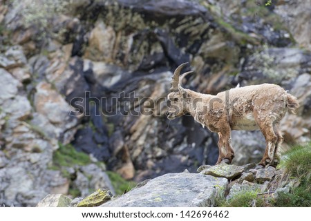 An isolated ibex long horn sheep close up portrait on the brown and rocks background in Italian Dolomites